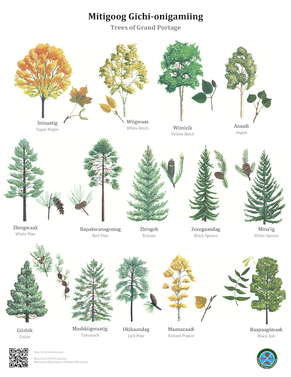 A poster with illustrations of 14 trees in a grid layout.